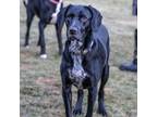 Adopt Romeo a Black Labrador Retriever, Great Dane