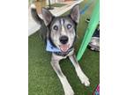 Adopt Cillian a Siberian Husky, Mixed Breed