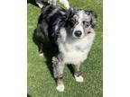 Adopt Rafey a Australian Shepherd