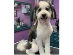 Adopt Trigger a Aussiedoodle