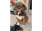 Adopt Chocolate a Rottweiler, Mixed Breed