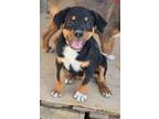 Adopt Jellybean a Rottweiler, Mixed Breed