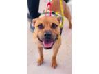 Adopt Atlas a Boxer, American Staffordshire Terrier