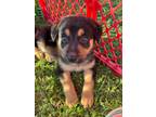 Adopt Wyatt a German Shepherd Dog, Rottweiler