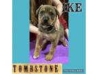 Adopt Ike a German Shepherd Dog, Rottweiler