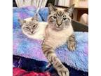 Adopt Anderson & Merry a Siamese, Domestic Short Hair