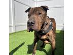 Adopt Markiss the brindle boy a Pit Bull Terrier