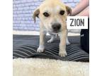 Adopt Zion a Labrador Retriever, Cattle Dog