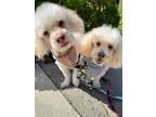 Adopt Roscoe & Chester a Poodle, Terrier