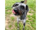 Adopt Neo Reeves a Schnauzer, Yorkshire Terrier
