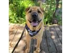 Adopt Anthony a Shar-Pei, Akita