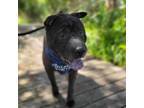 Adopt Jack a Shar-Pei