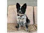 Adopt Hank a Australian Cattle Dog / Blue Heeler, Border Collie