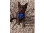 Adopt Grey Bob a Russian Blue