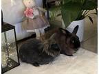 Adopt Claire and Clifford a Lionhead