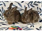 Adopt Clover and Meadow a Bunny Rabbit