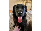 Adopt Loveable Lou a Flat-Coated Retriever, Black Labrador Retriever