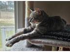 Adopt Earle a Domestic Short Hair