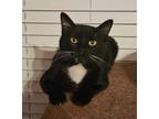 Adopt Happy Feet a Domestic Short Hair