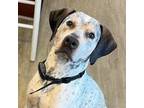 Adopt Riley-Courtesy Post a Australian Cattle Dog / Blue Heeler
