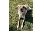 Adopt Rusty a Cattle Dog, Mixed Breed