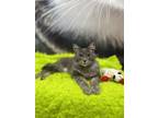 Adopt Allegro a Maine Coon, Persian