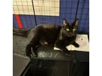 Adopt Eli a Domestic Short Hair