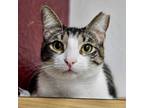 Adopt Jean-Luc 4161 a Domestic Short Hair