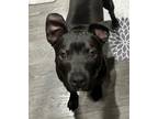 Adopt * Poe - Adoption Pending a Pit Bull Terrier, Labrador Retriever