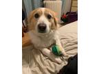 Adopt Wrigley a Border Collie