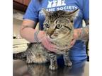 Adopt Toad a Domestic Short Hair, Tabby