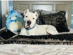 Adopt Darling Ajax a Dogo Argentino