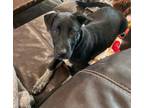 Adopt Adorable Azalea a Black Labrador Retriever, Australian Cattle Dog / Blue