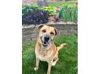 Adopt Luke a Shepherd, Labrador Retriever