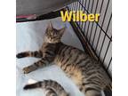 Adopt Wilber (Spud) a Domestic Short Hair