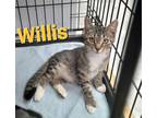 Adopt Willis (Bruiser) a Domestic Short Hair