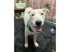 Adopt Tobermory A163110 a Dogo Argentino