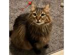 Adopt Prince a Maine Coon, Domestic Long Hair