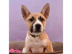 Adopt Fuzzy Foursome - Puffy a Australian Shepherd, Akita