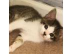 Adopt Neil *Adoption Fee Sponsored* a American Shorthair, Tabby