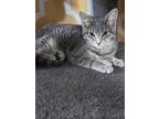 Adopt Ozzy a Domestic Short Hair, Tiger