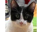 Adopt Sylvestre a Tuxedo