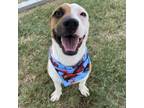 Adopt Ernest a Pit Bull Terrier