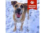 Adopt Craig - Just a puppy who likes other dogs and people!