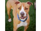Adopt Twin A1881037 a Pit Bull Terrier