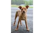 Adopt Clancy - Adoptable a Terrier, Mixed Breed