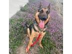 Adopt Admiral a German Shepherd Dog