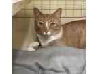 Adopt Barnaby a Domestic Short Hair