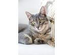 Adopt BUD a Domestic Short Hair