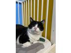 Adopt Harold a Domestic Short Hair